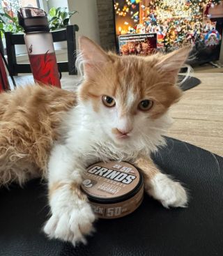 Vánoční nálada na všech frontách 🎄🐈☕️🥥 Favoritem letošních Vánoc je rozhodně Grinds - pečený kokos 😊 Jak to máte Vy? 😉...